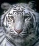 liltiger